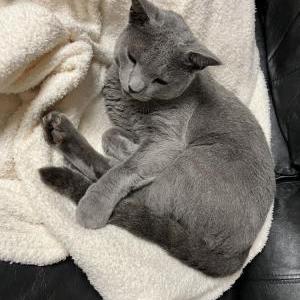 Lost Cat Boris