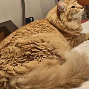 Image of Sunshine, Lost Cat
