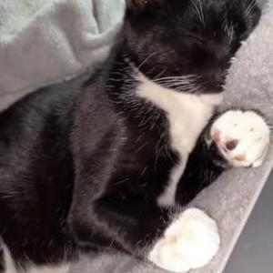 Image of Leo, Lost Cat