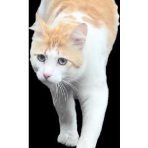 Image of Odie, Lost Cat