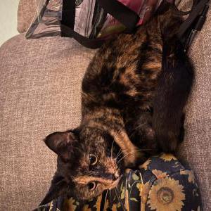 Image of Marble, Lost Cat