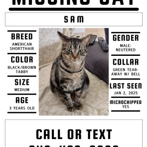 Lost Cat Sam