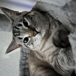 Lost Cat Felipe