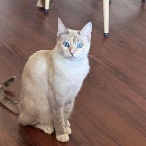 Image of Millie, Lost Cat