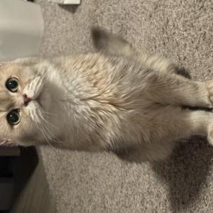 Lost Cat Flower