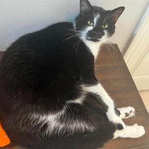 Lost Cat Moosh