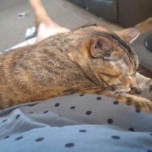 Image of Evelyn, Lost Cat
