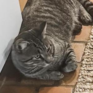 Lost Cat Lennox ( Lenny )