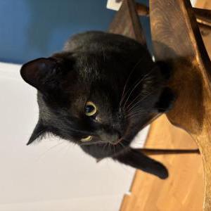 Image of Unknown, Found Cat