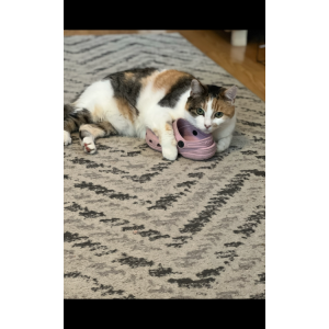 Image of Ruca, Lost Cat