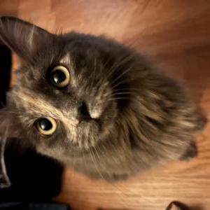 Lost Cat Princess