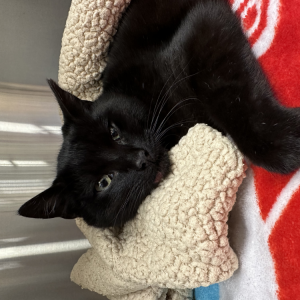 Found Cat Unknown