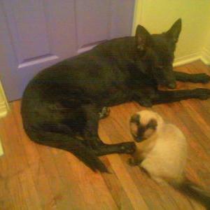 Lost Cat Gizmo