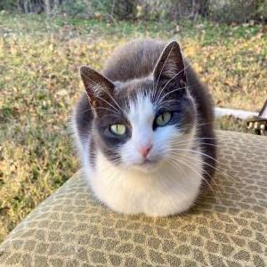Image of kitty girl, Lost Cat
