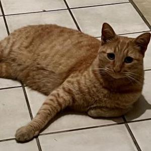 Lost Cat Nathan