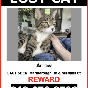 Lost Cat Arrow