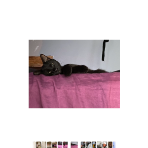 Lost Cat Blackjack