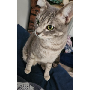 Lost Cat Cali