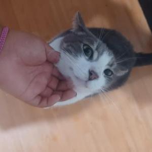Lost Cat Smokey