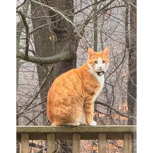 Lost Cat Macaroni