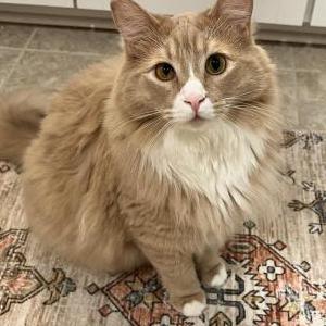 Lost Cat Gus