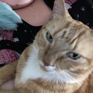 Lost Cat Doctor