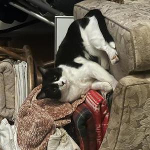 Lost Cat BeeBee