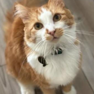 Lost Cat Macaroni