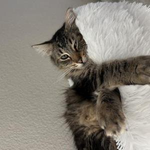 Lost Cat TONY
