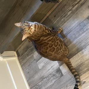 Lost Cat Max