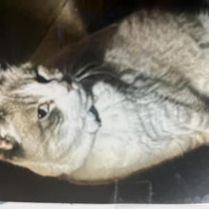 Lost Cat Luna Butterfly