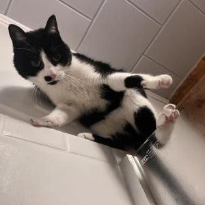 Lost Cat Smudge