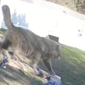 Lost Cat Pepper