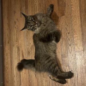 Lost Cat Luna