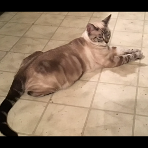 Image of Sky, Lost Cat