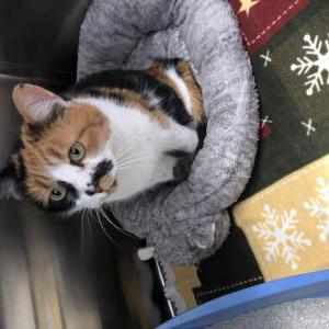 Found Cat Unknown