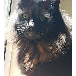 Image of Smoochie, Lost Cat