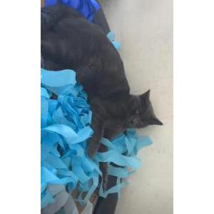 Lost Cat Toby