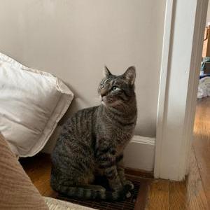 Image of Tiny, Lost Cat