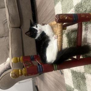 Image of Winnie, Lost Cat