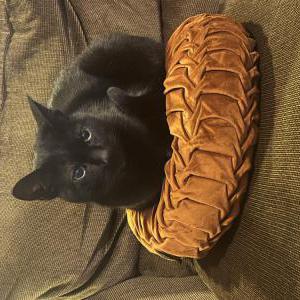 Lost Cat Boo