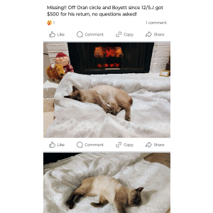 Lost Cat MyMY