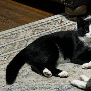 Lost Cat Killian