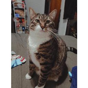 Lost Cat Spritzen