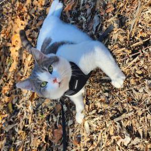 Found Cat Unknown