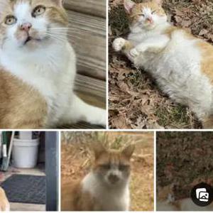 Lost Cat Osiris