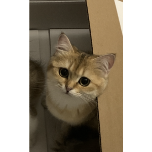Lost Cat Nobu