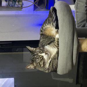 Lost Cat Hobbes