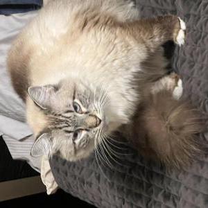 Lost Cat Kili