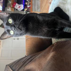 Lost Cat Romeo
